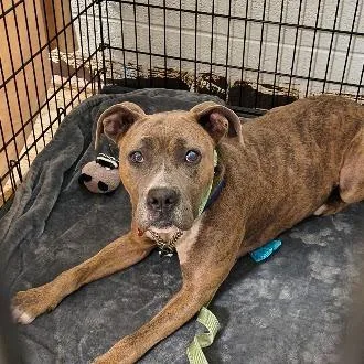 An adult medium-sized female Brindle Pit Bull Terrier dog named NubianRTO for adoption in East Saint Louis, IL