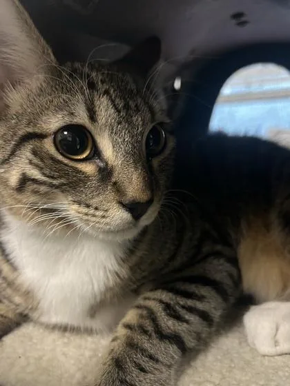 A baby small-sized male Domestic Short Hair cat named Porter for adoption in Largo, FL
