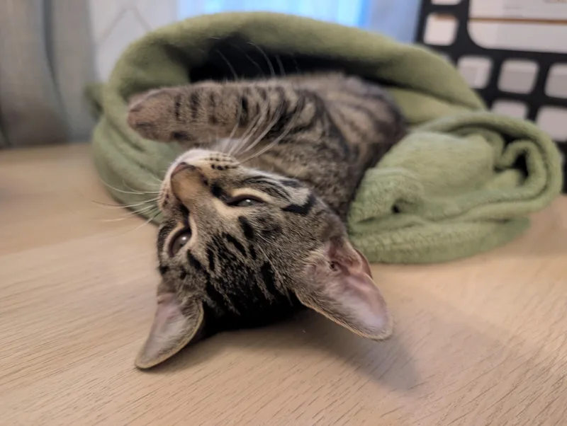 A baby medium-sized female Tabby (Brown / Chocolate) Domestic Short Hair cat named Kayda for adoption in Lauderhill, FL