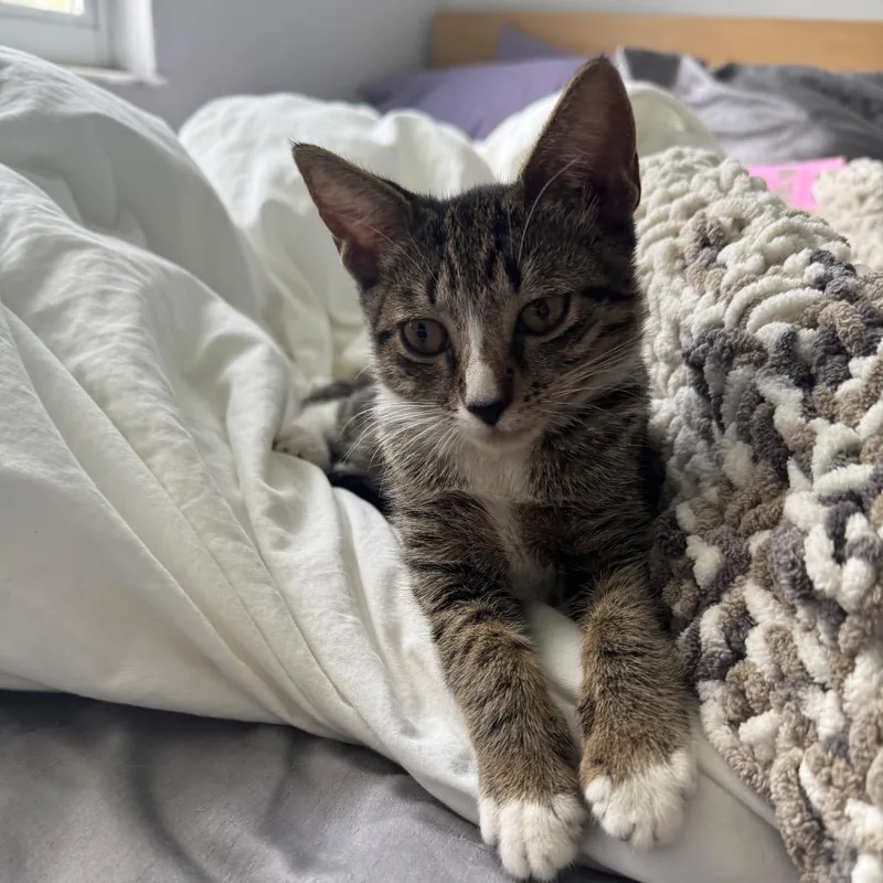A baby small-sized female Brown / Chocolate Domestic Short Hair cat named Misa for adoption in Miami, FL