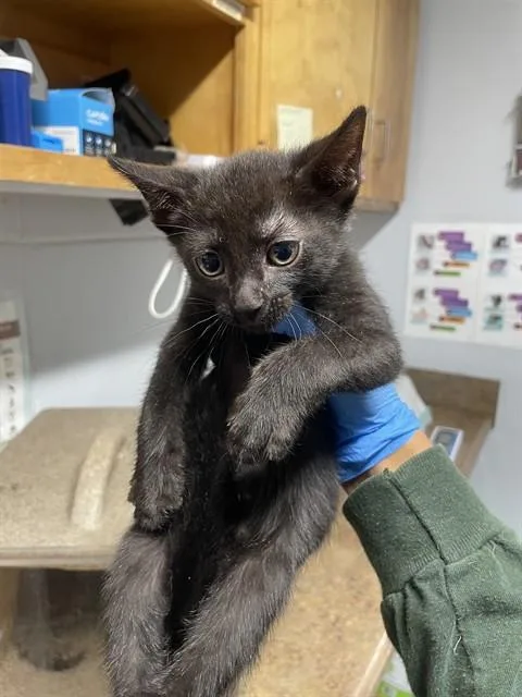 A baby small-sized male Domestic Short Hair cat named Blake for adoption in Tallahassee, FL