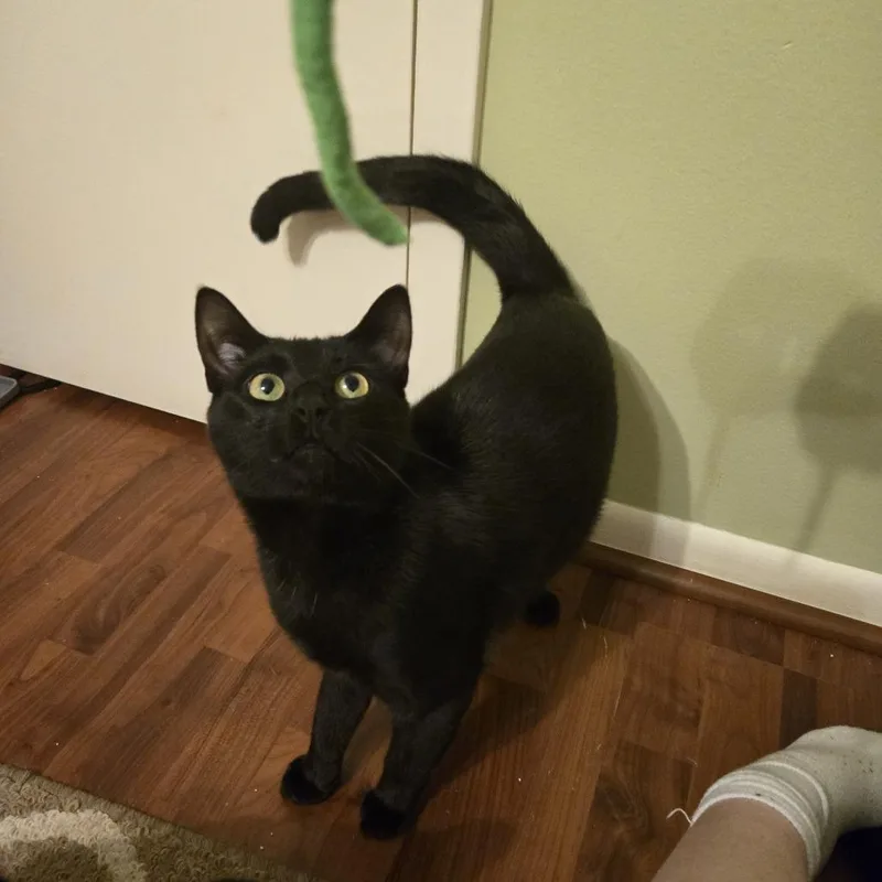 An adult large-sized male Black Domestic Short Hair cat named Kale for adoption in Baytown, TX