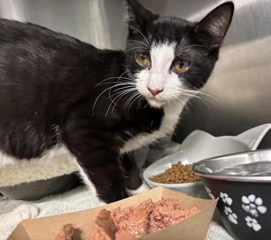 A baby small-sized male Domestic Short Hair cat named Beepers for adoption in Santa Monica, CA