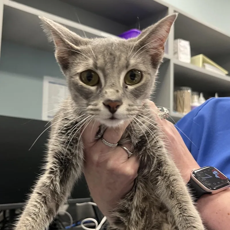 A young small-sized female Gray / Blue / Silver Domestic Short Hair cat named Saltwater for adoption in Greensboro, NC