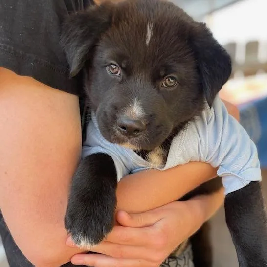 A baby medium-sized male Black Mixed Breed dog named Luke Duke for adoption in Moab, UT