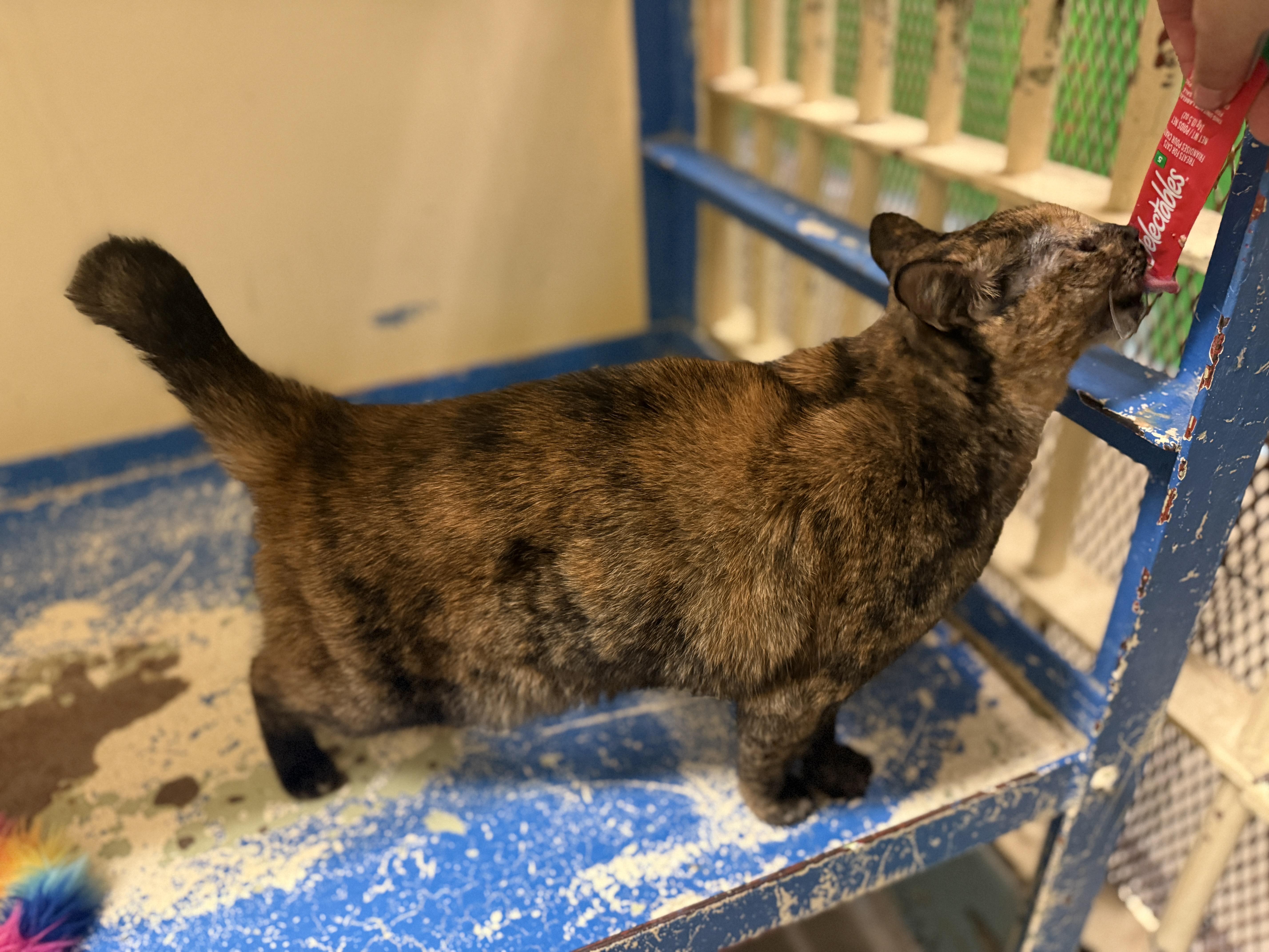 Purrscilla thumbnail 2