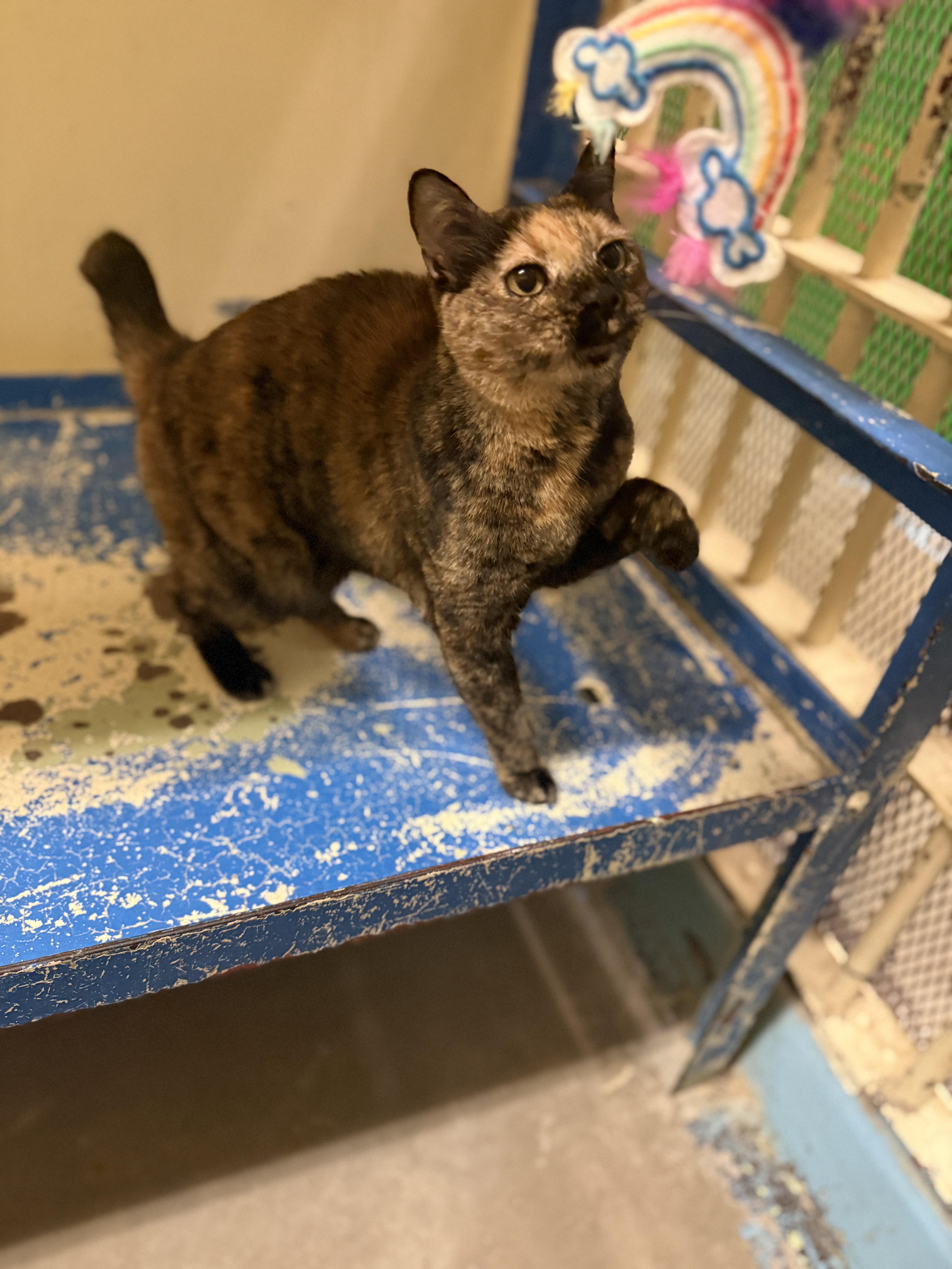 Purrscilla thumbnail 3