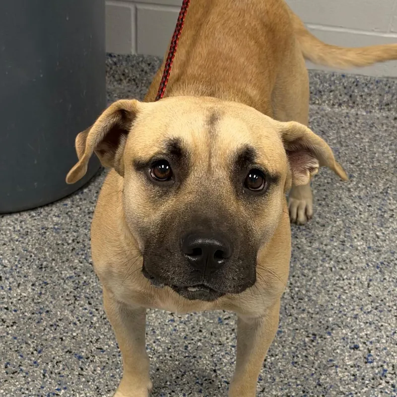 An adult large-sized male Yellow / Tan / Blond / Fawn Mixed Breed dog named Andrew for adoption in Greenville, SC