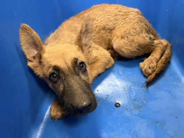 A baby large-sized male German Shepherd Dog dog named Monty for adoption in Dallas, TX