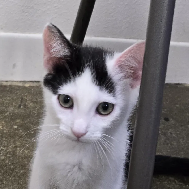 A baby small-sized male Black Domestic Short Hair cat named Issy for adoption in Los Angeles, CA