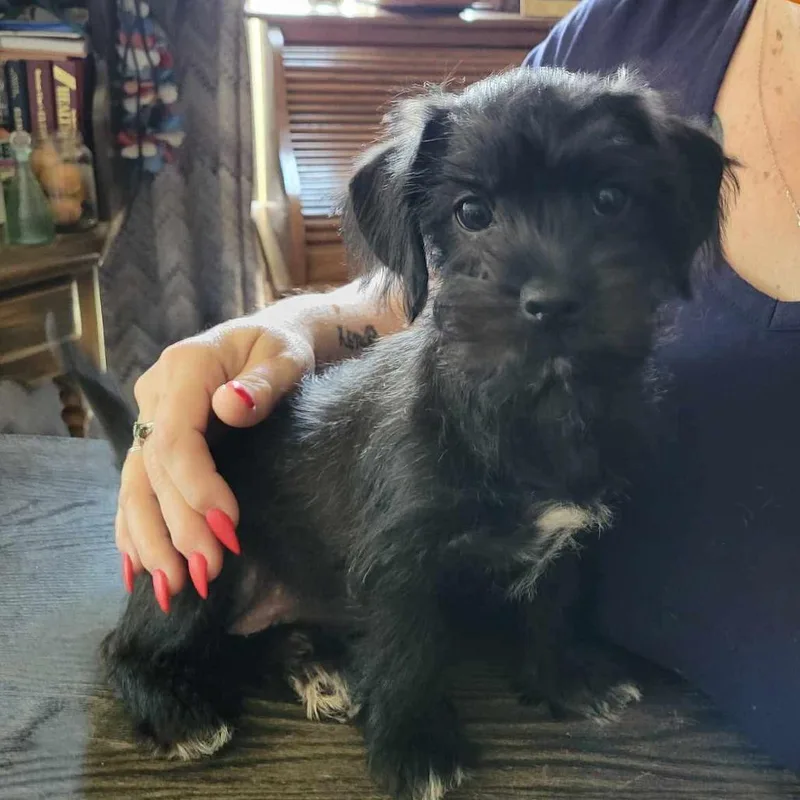 A baby small-sized female Black Yorkshire Terrier dog named Twix COMING SOON for adoption in Loves Park, IL