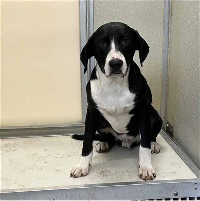 A young small-sized male German Shorthaired Pointer dog named Hercules for adoption in Lincolnton, NC