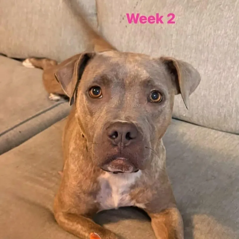 An adult medium-sized female Gray / Blue / Silver American Bulldog dog named Cinderella for adoption in Defuniak Springs, FL