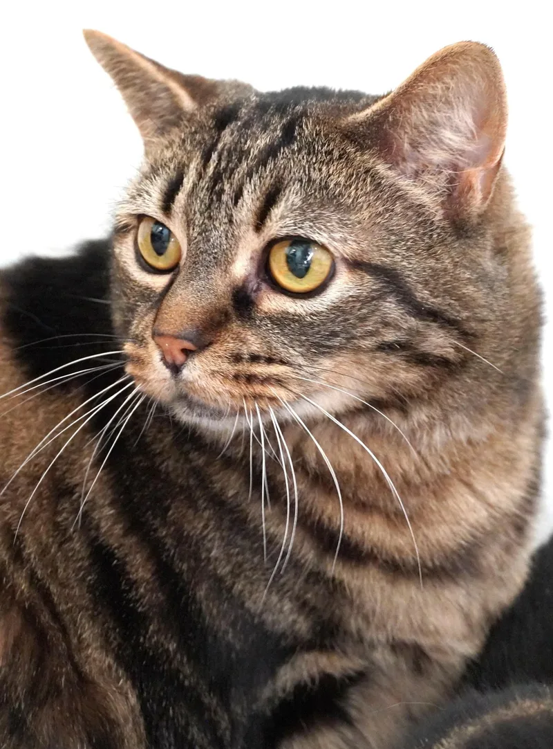 A senior medium-sized male Tabby (Brown / Chocolate) Domestic Short Hair cat named Quinn for adoption in Grants Pass, OR