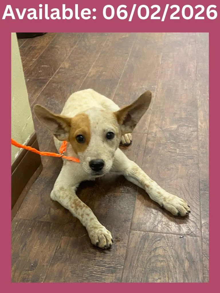 A baby medium-sized female Australian Cattle Dog / Blue Heeler dog named Dog Kennel  Angel for adoption in Greenville, TX