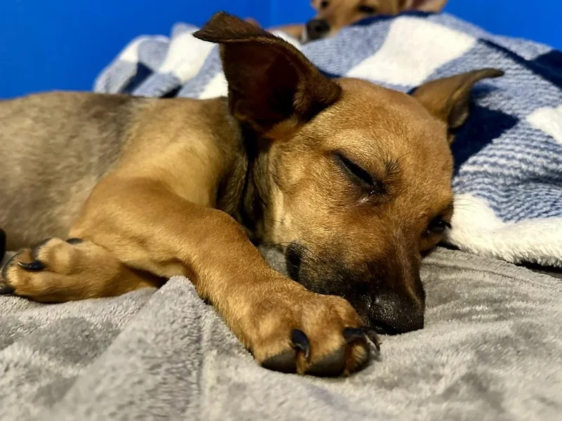 A baby medium-sized female Brown / Chocolate Chihuahua dog named Aria for adoption in St. Petersburg, FL