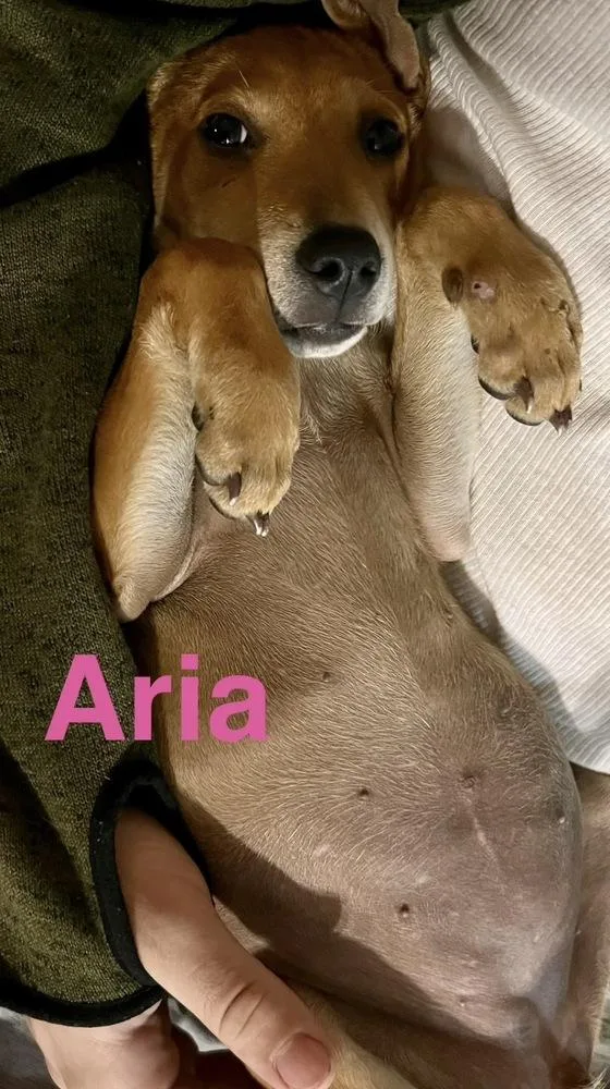 Aria thumbnail 5