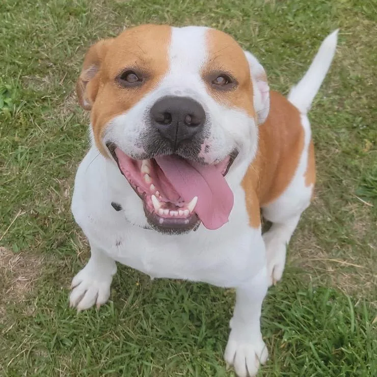 An adult large-sized male Yellow / Tan / Blond / Fawn Mixed Breed dog named Monkey Bread for adoption in Chattanooga, TN