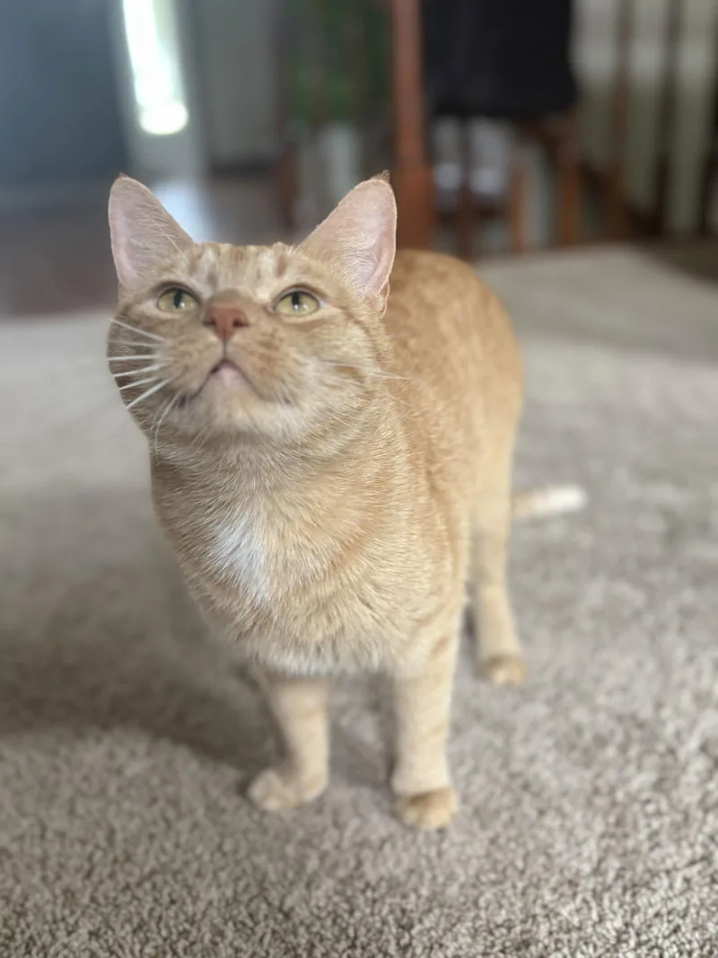 Paprika & Cayenne thumbnail 2