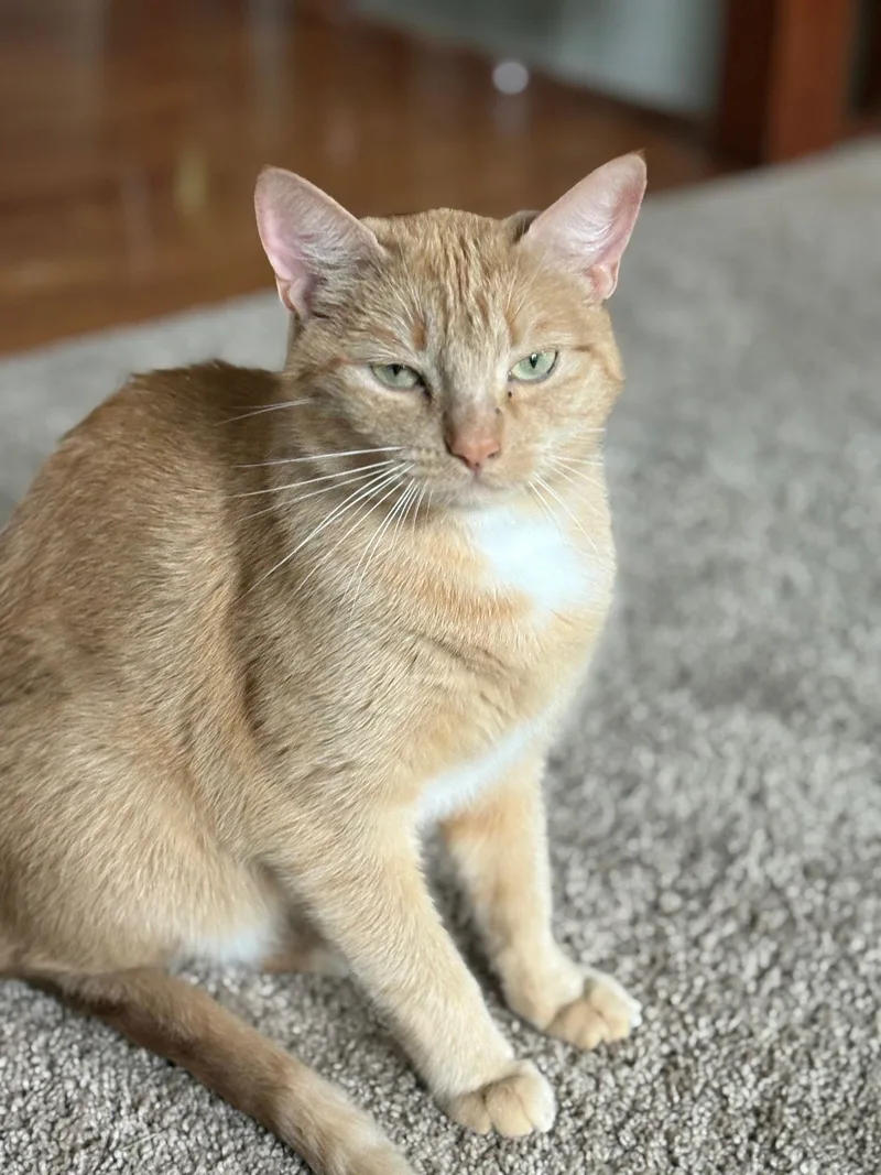 Paprika & Cayenne thumbnail 3