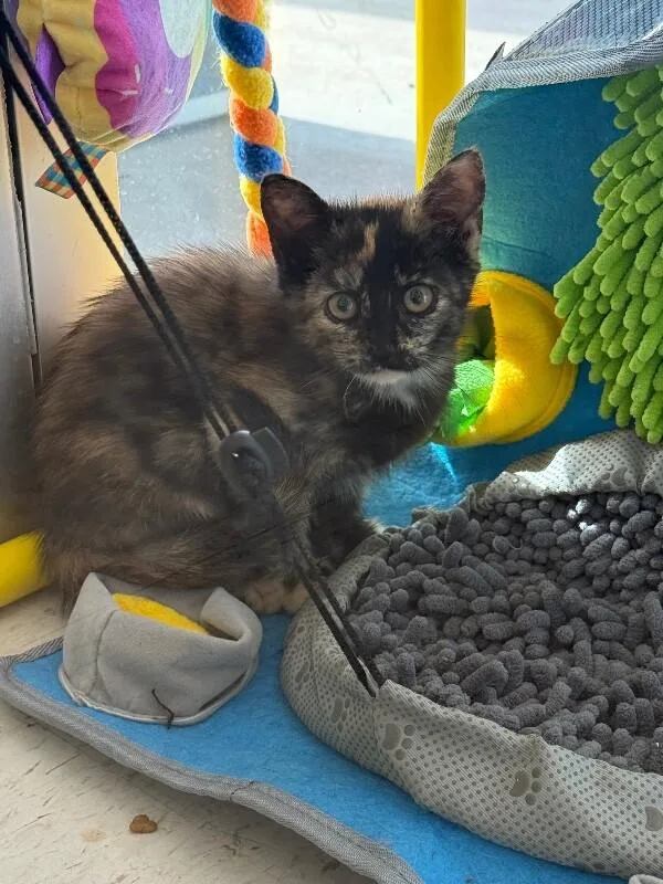 A young medium-sized female Domestic Short Hair cat named Cali for adoption in Hobbs, NM