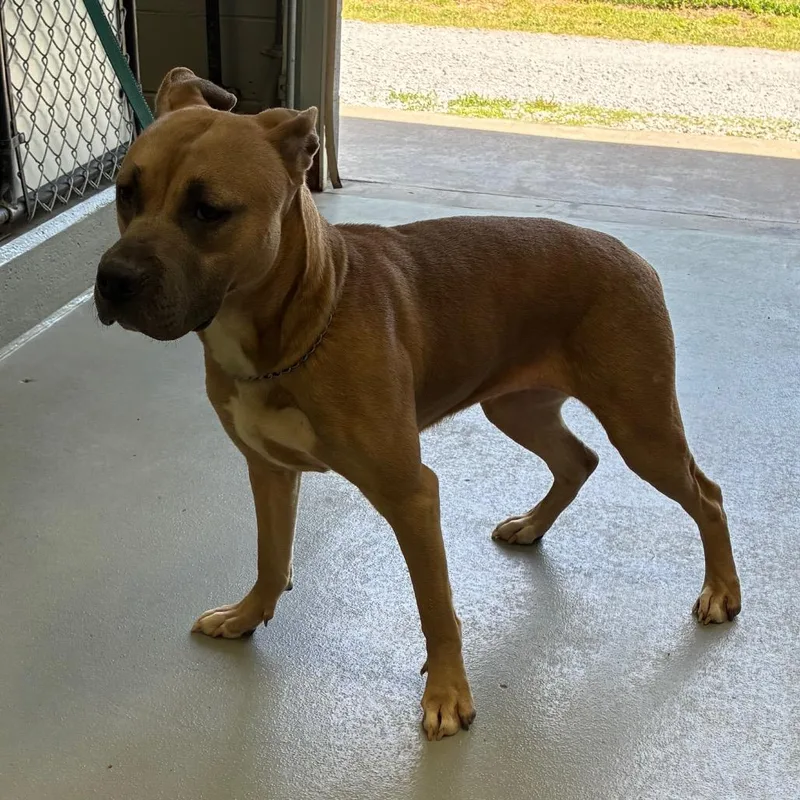 An adult medium-sized female Sable Labrador Retriever dog named Cricket for adoption in Morganfield, KY