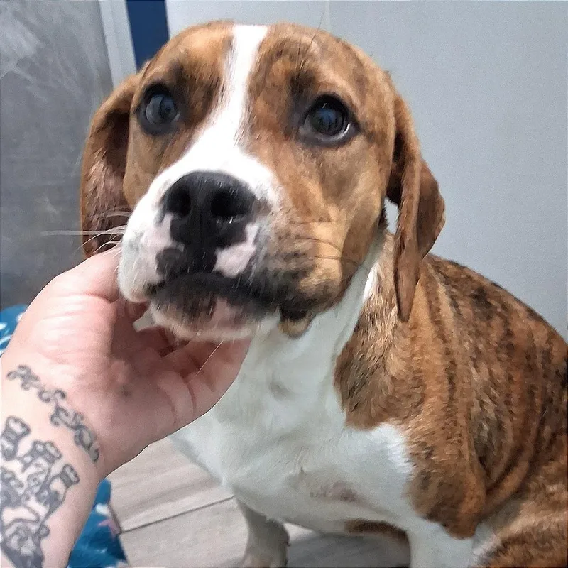 A young medium-sized female Mixed Breed dog named Saint for adoption in Denison, TX