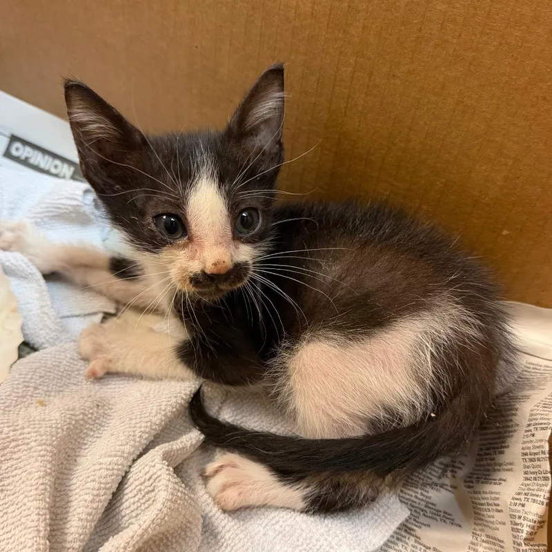 A baby small-sized male Black Domestic Short Hair cat named Get Out for adoption in Austin, TX
