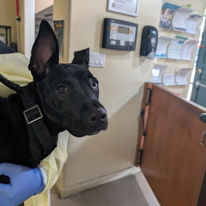 A baby medium-sized female Black Pit Bull Terrier dog named Gemini for adoption in Pasadena, CA