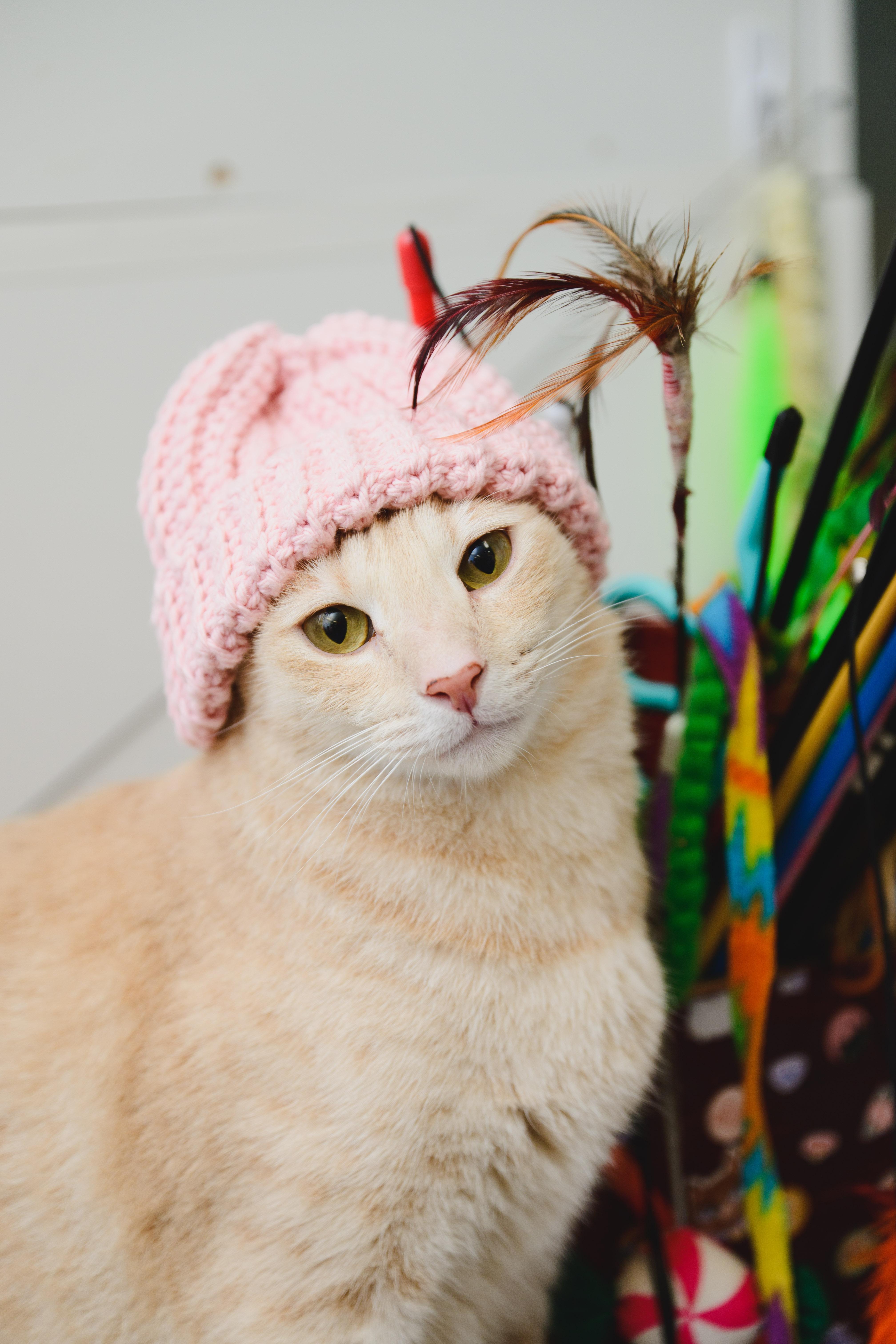 Cream Puff thumbnail 3