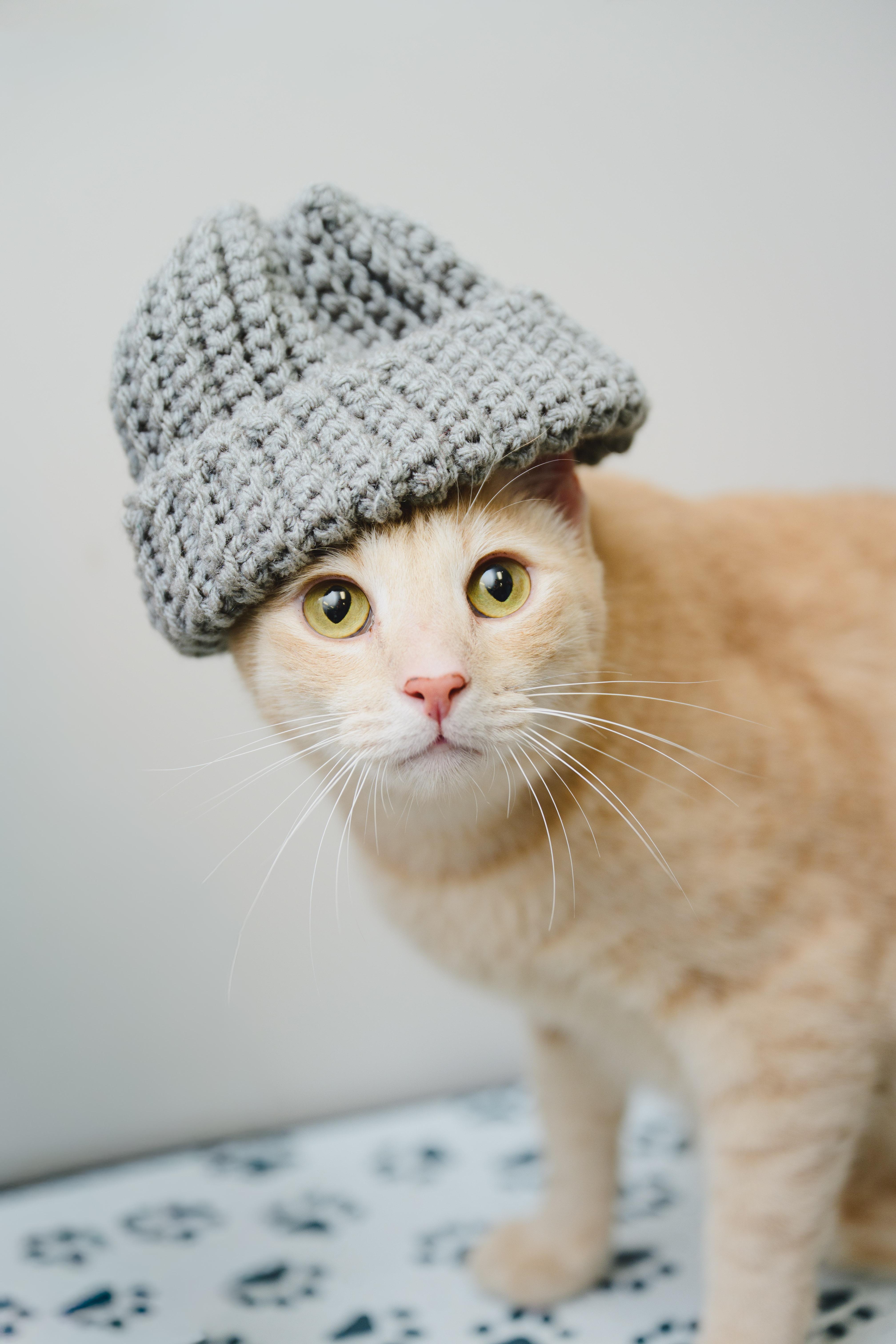 Cream Puff thumbnail 5