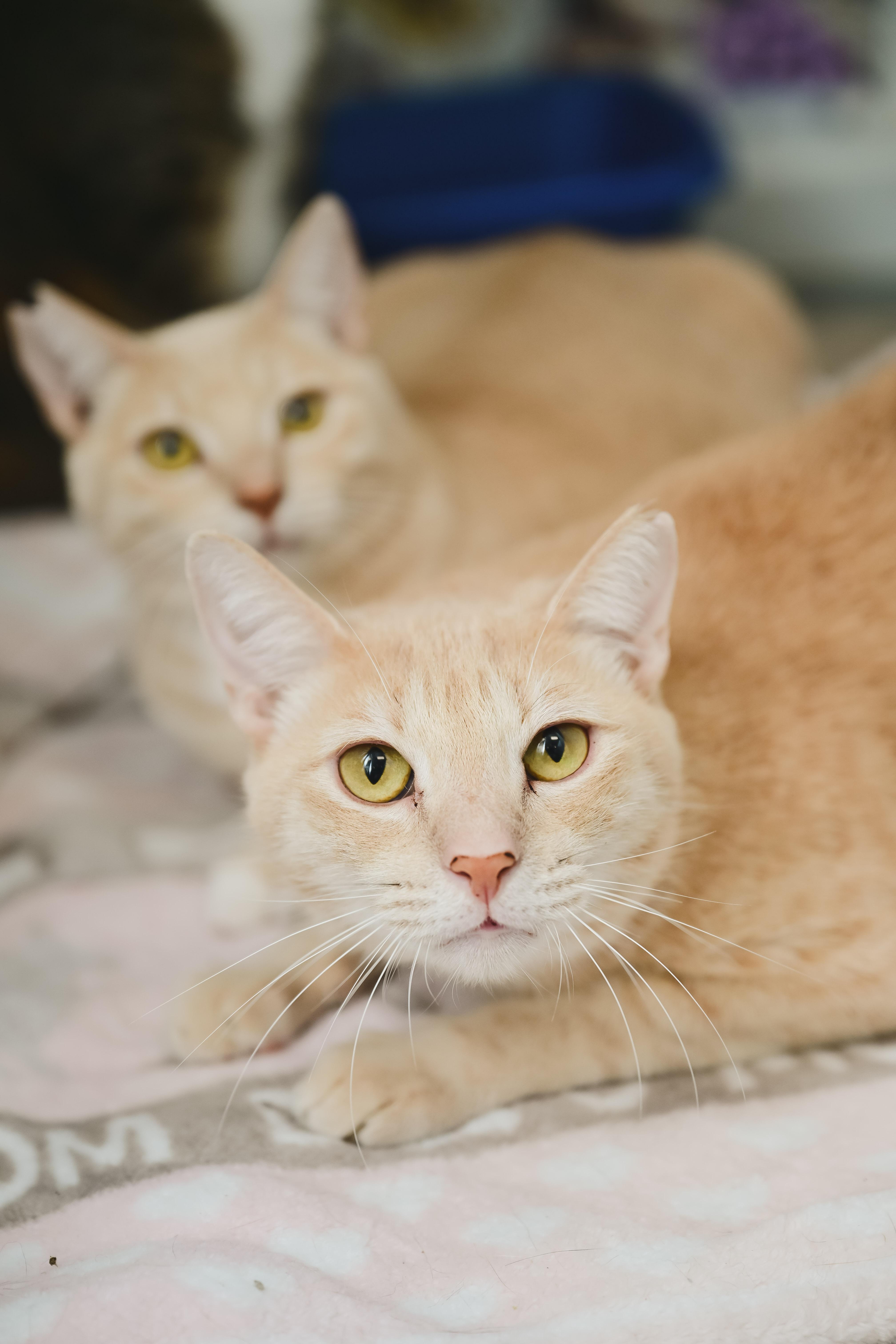 Cream Puff thumbnail 6