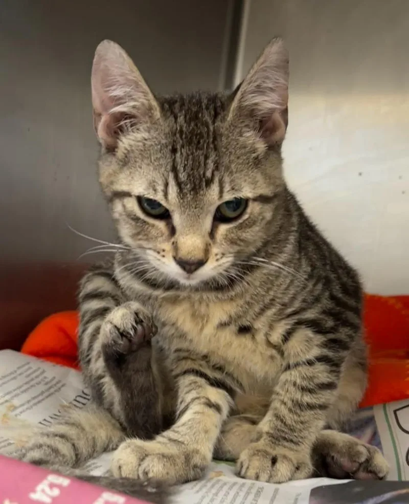 A baby small-sized male Domestic Short Hair cat named Milo Otis for adoption in Richland Hills, TX