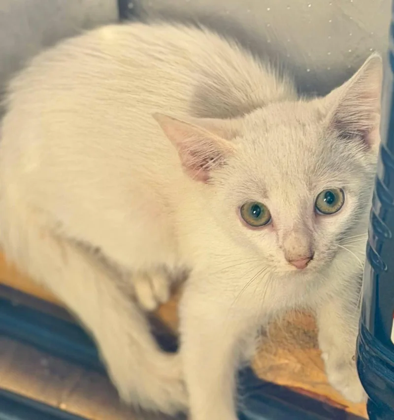 A baby medium-sized male Domestic Medium Hair cat named Pickles for adoption in Grand Bay, AL