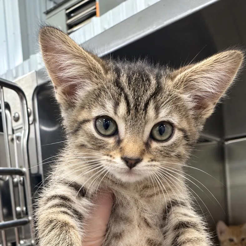 A baby small-sized female Domestic Short Hair cat named Maggie for adoption in Corbin, KY