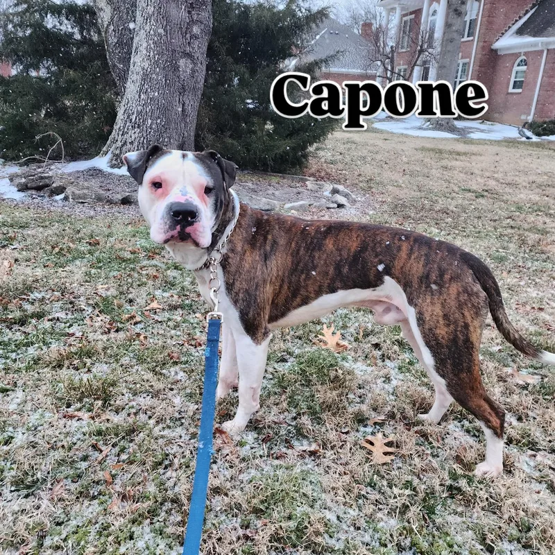 Capone thumbnail 3