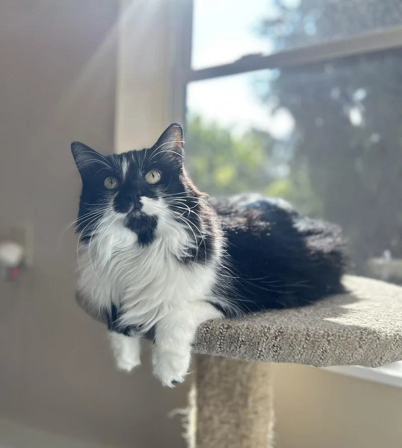 Cheyanne thumbnail 3