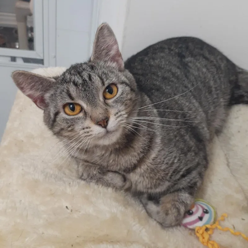 An adult medium-sized female Brown / Chocolate Domestic Short Hair cat named Lydia for adoption in Pittsburgh, PA