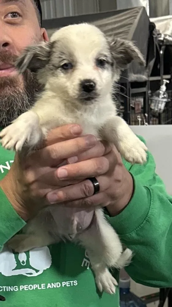 A baby small-sized male Border Collie dog named Sean for adoption in Papillion, NE