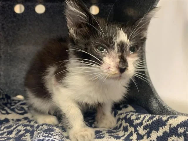 A baby small-sized female Domestic Short Hair cat named Dee for adoption in Sacramento, CA