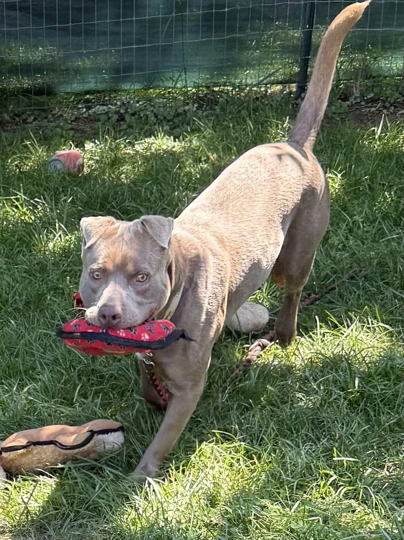 An adult large-sized male Labrador Retriever dog named Cooper for adoption in Mooresville, NC