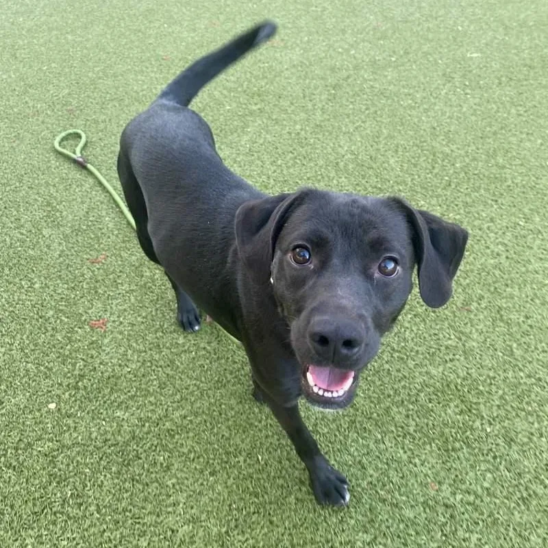 A young medium-sized female Labrador Retriever dog named Lani for adoption in New Bedford, MA