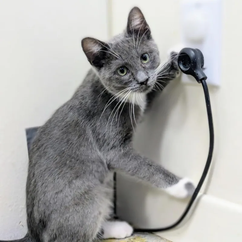 A baby small-sized male Gray / Blue / Silver Domestic Short Hair cat named Truffle for adoption in Los Angeles, CA