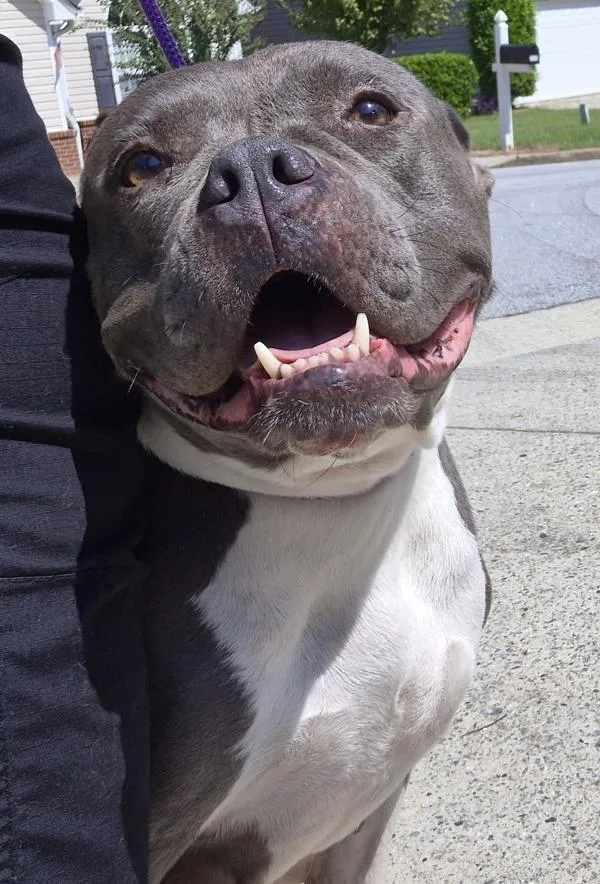 An adult large-sized female Pit Bull Terrier dog named Pen Barbie Hw+ for adoption in Lawrenceville, GA