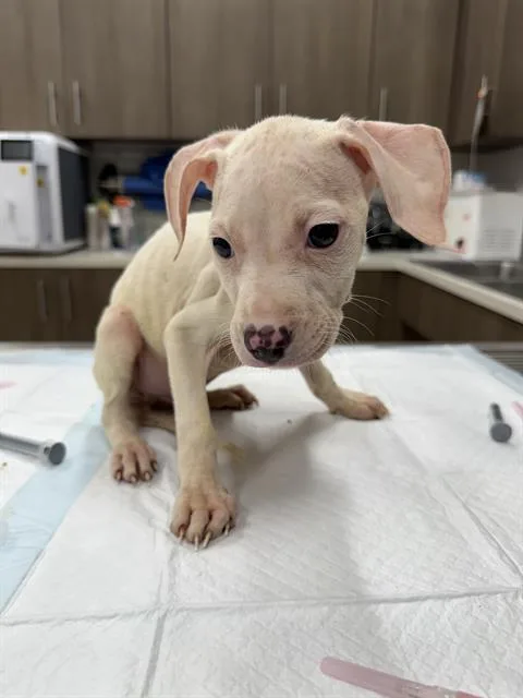 A baby small-sized male Labrador Retriever dog named Rib for adoption in Baytown, TX