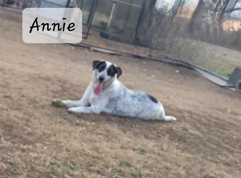 A young medium-sized female Cattle Dog dog named Annie for adoption in Muskogee, OK