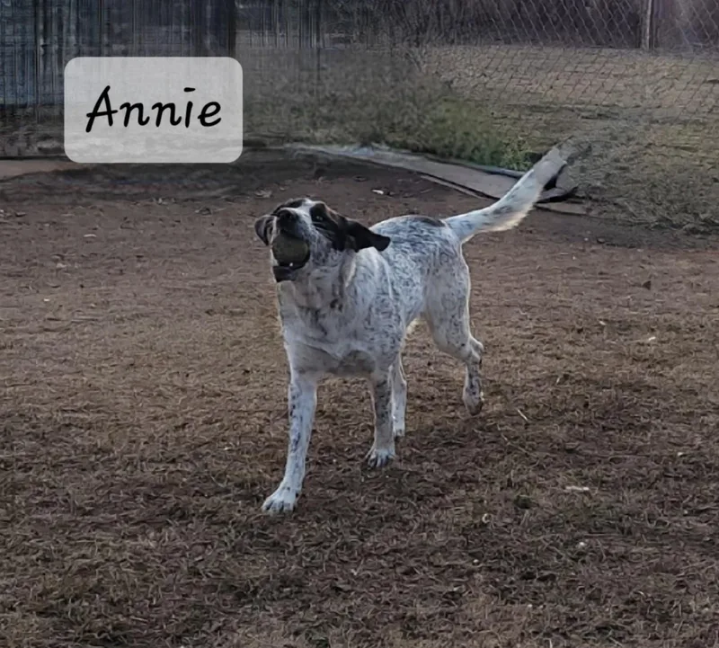 Annie thumbnail 5