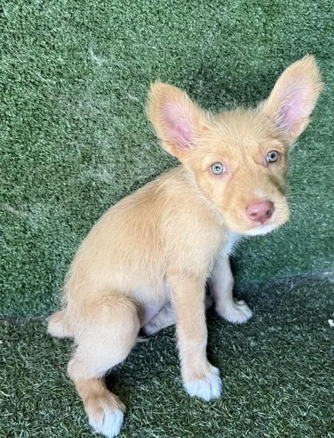 A baby small-sized female Terrier dog named Lina for adoption in Lancaster, CA