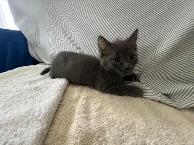 A baby medium-sized female Gray / Blue / Silver Domestic Long Hair cat named Blue for adoption in Toledo, OH