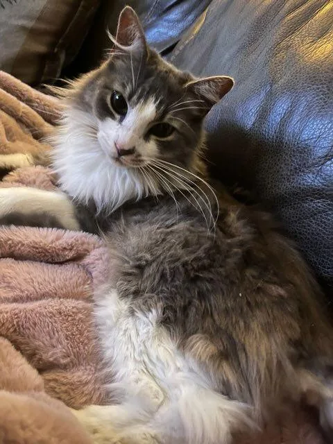 Deangelo thumbnail 2